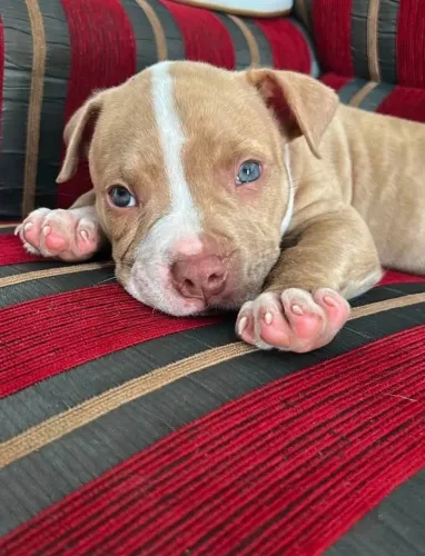 doa se pitbull