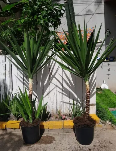Planta natural yucca fazemos entrega