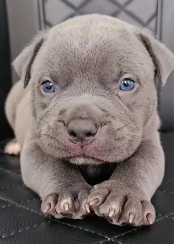 Filhote de American Bully