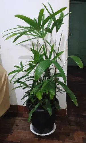 Palmeira Raphia
