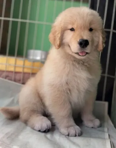 Golden O pet perfeito para criar novas histórias
