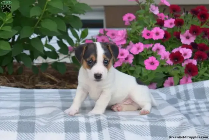 ?Filhotes de Jack Russell prontos para novo lar?