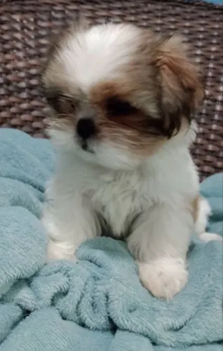 Lindeza de Machinho disponível tamanho Mini 