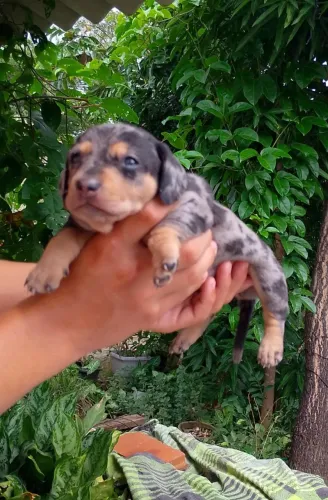 Vendo fêmea de Dachshund 