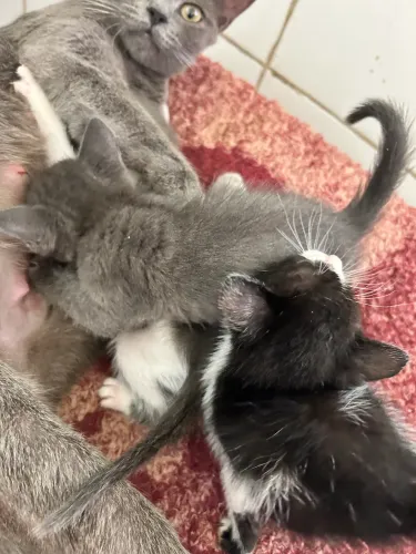 Doação de gatos