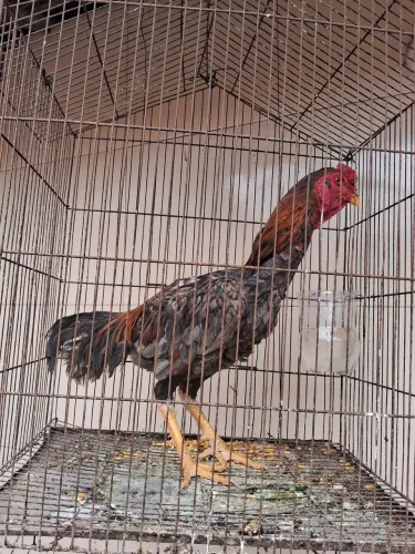 Vendo um galo indiano de procedência com 1 ano 6 meses por R$ 150 ,00 tem que vim pegar.