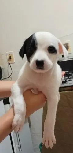 Doação de cachorrinhos