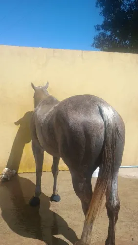 Vendo cavalo de vaquejada !