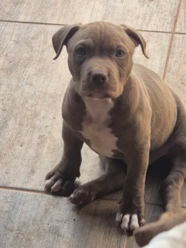 Filhotes de pitbull 