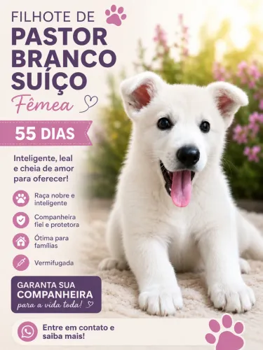 Filhote pastor branco suíço 10x sem juros