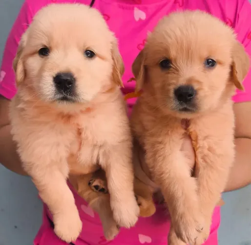 Golden Retriever Pronto Para Seu Lar