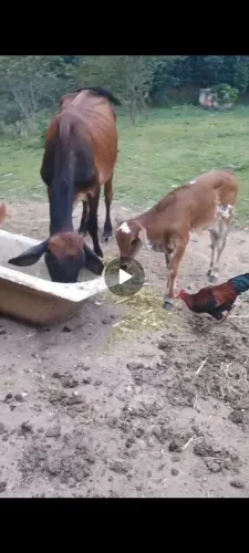 Gado manso e de fácil manejo