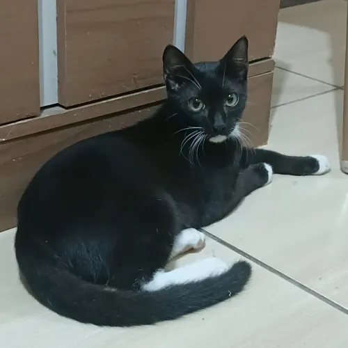 Gato- Macho
