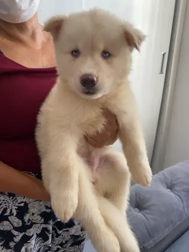 Husky siberiano filhotes