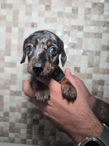 Lindos Bebes de Teckel, disponiveis, entrega imediata, Vacinados e vermifugados
