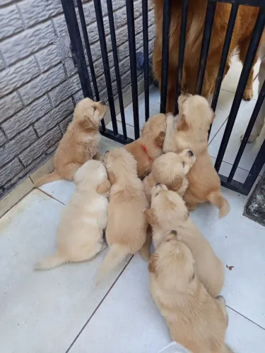 Golden Retriever 