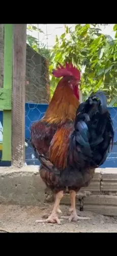 Galinha Sertaneja Balao 40 e 80 dias 