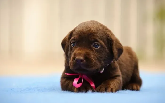 Labrador Baby - Inteligência e Doçura no Mesmo Cãozinho!