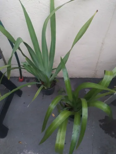 Lindas mudas flor iris para seu jardim!