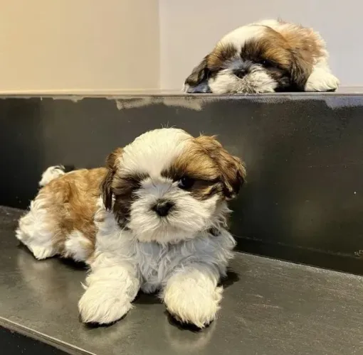 Filhotes de Shih tzu | Leve amor em quatro patas.