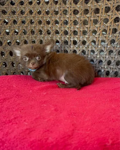Chihuahua macho chocolate minúsculo