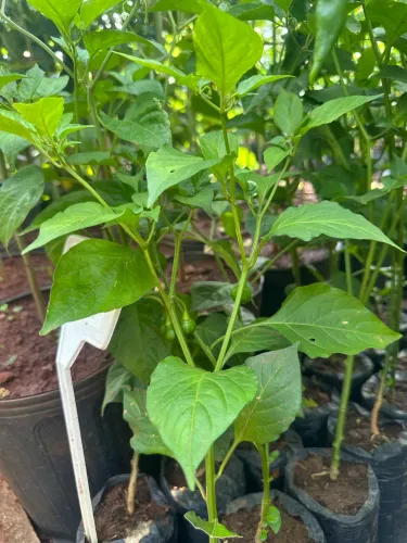 Muda de Pimenta Bode 