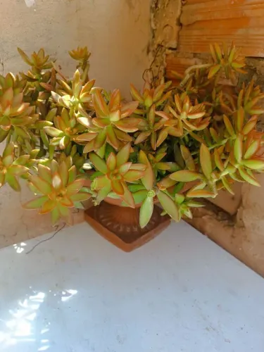 Planta suculenta em VASO RETIRAR NO MONTE CARMELO