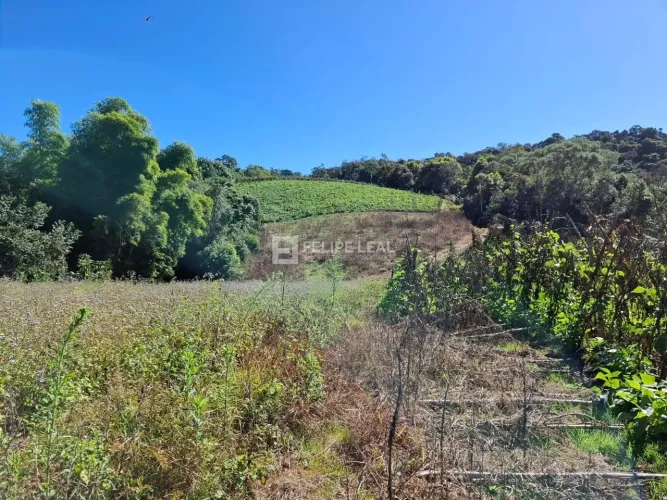 Terreno Área em Rio Pequeno - Angelina