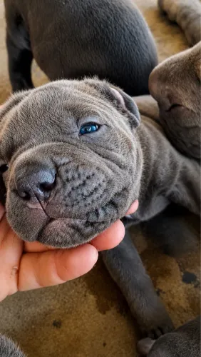 Cane Corso