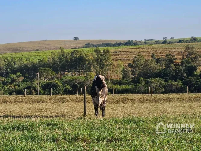 Sítio com 1 dormitório à venda, 240812 m² por R$ 2.300.000,00 - Estrada - Floraí/PR