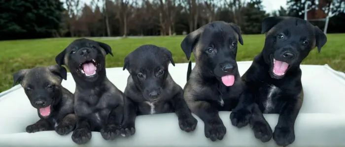 Filhotes Pastor Belga Malinois Gigante