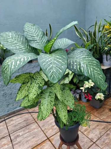 Plantas