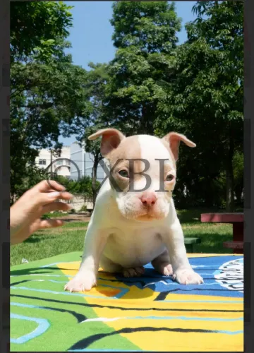 American bully micro 