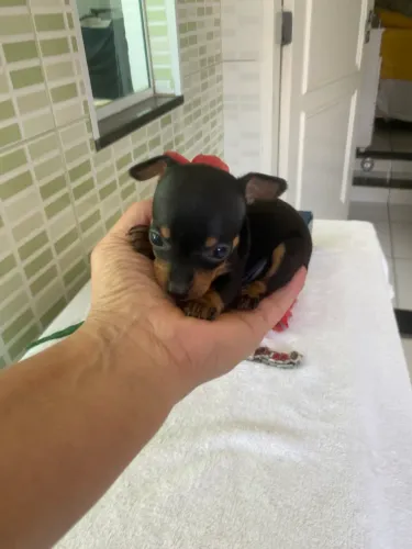 Pinscher