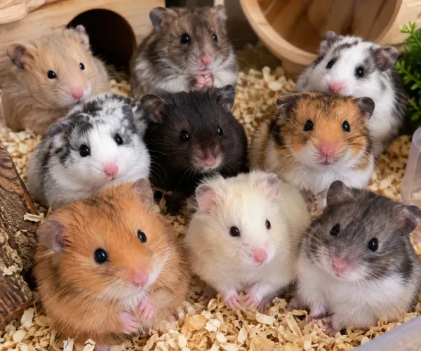 Vendo filhotes de Hamsters