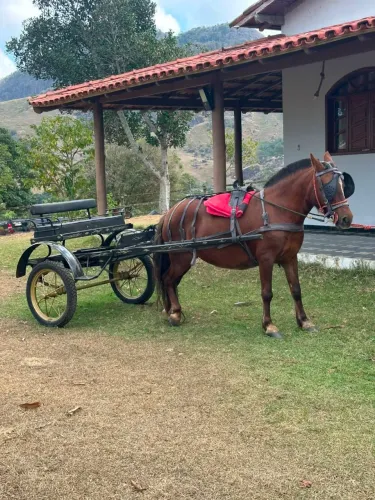 Piquira de charrete e sela