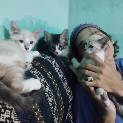 Doação de Gatinhos