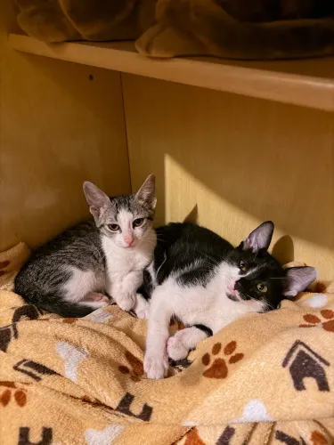 GATINHOS PARA ADOÇÃO 