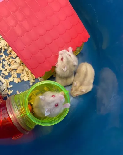 Hamster
