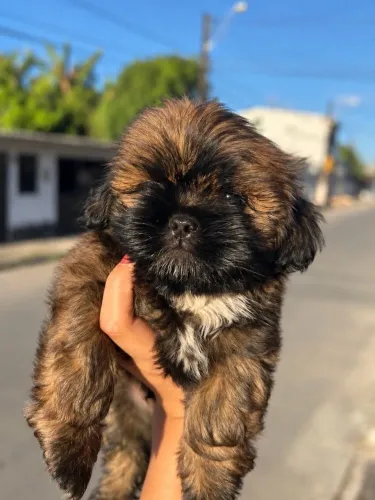 Lindo filhote de Shih tzu - cor rara