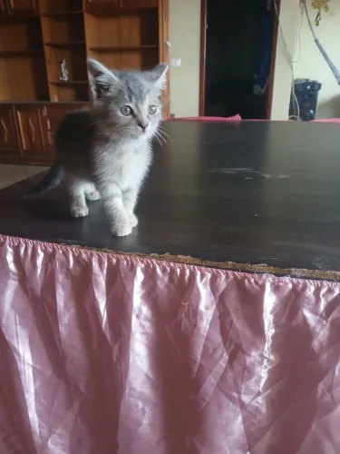 Gatinha para adoção