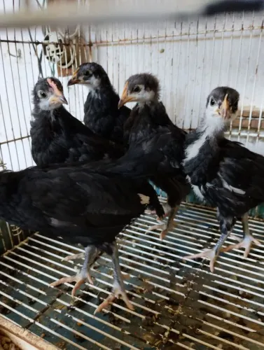Pintinhos de galinha cara de palhaço 