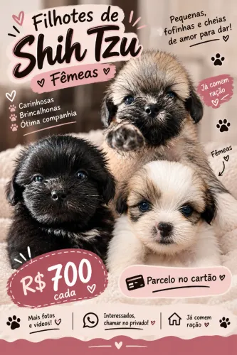 Filhotes shitzu femeas