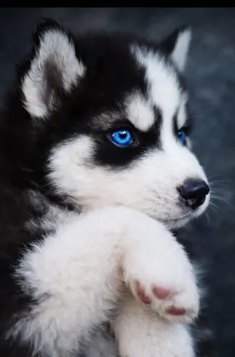 Husky siberiano