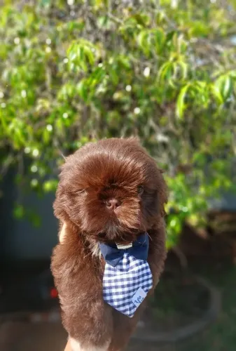 Filhote de shihtzu macho chocolate