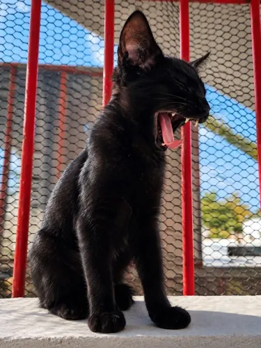 Gatinho preto macho doação