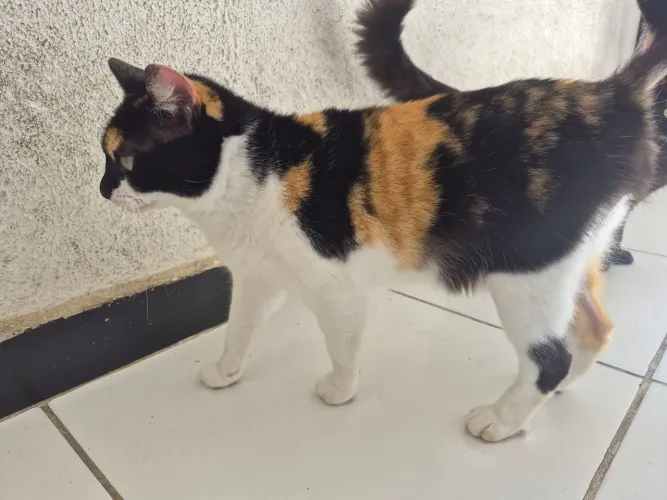 Gata Tricolor