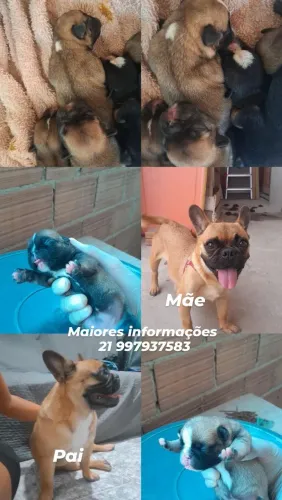 Vende-se filhote de Bulldog Francês