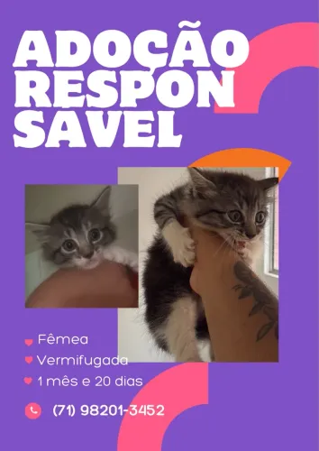 Gatinha para Adoção