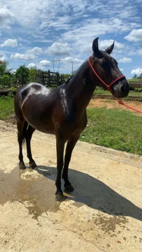 Égua mangalarga